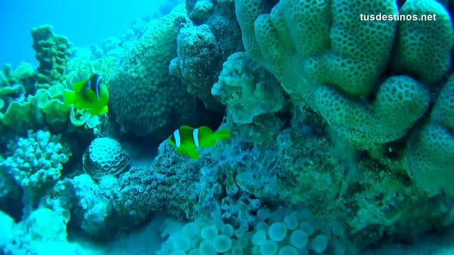 Diving / Buceo -Under the sea floor, seabed - Fondo marino / Diving fish goldfish peces seafloor смотреть онлайн