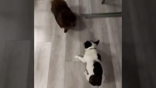 Мужчины есть мужчины. Борьба за лидерство смотреть онлайн