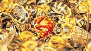 РАЗЪЯРЕННЫЕ ПЧЕЛЫ ЗАЩИЩАЮТ СВОЙ УЛЕЙ! БИТВЫ НАСЕКОМЫХ! Пчелы против ос, шершней и другие версусы