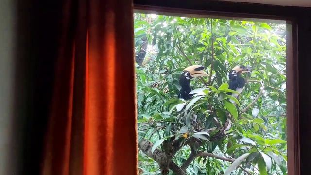 Hornbills on our window смотреть онлайн