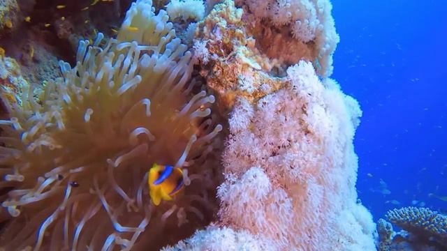 Подводный мир 4к Индийский океан кораллы тропические рыбы медуза осьминог