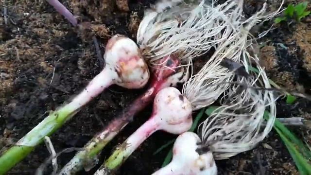 Копаем озимый чеснок Пензенский (видео 6) смотреть онлайн