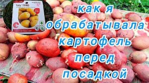 Защита картофеля . Личный опыт