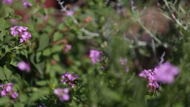 Annual Flowers to Plant in the Summer смотреть онлайн