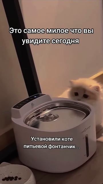 котееееее смотреть онлайн