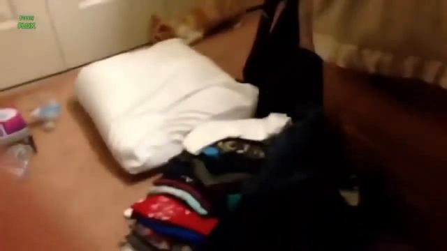 Крылья котам не нужны. Смешные коты и кошки. смотреть онлайн