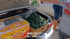 Крым. Оптовый рынок. Желябовка. Цены от 24.06.24