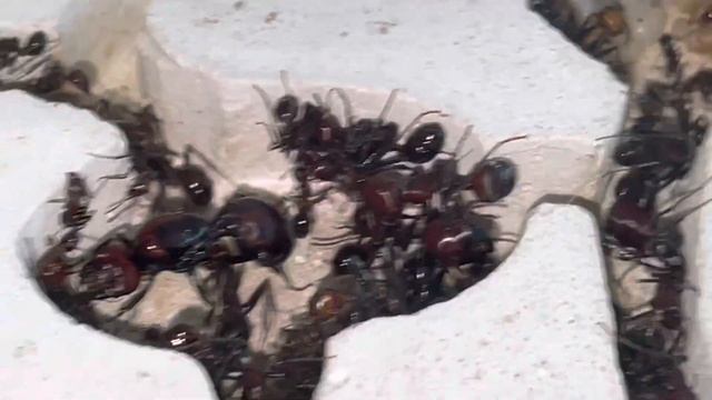 Une énorme colonie de #fourmis Messor cephalotes 🤩🤩🤩🤩😱 смотреть онлайн