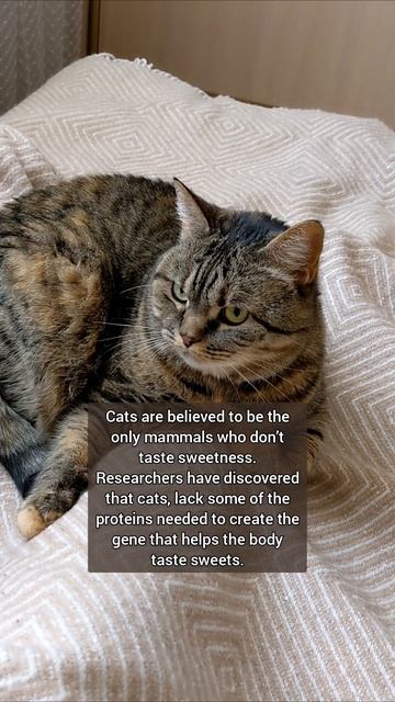 Can Cats Taste Sweetness?🤔 смотреть онлайн