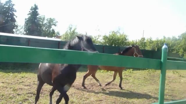 Флика брыкается. смотреть онлайн