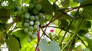 Сорта винограда для Средней Полосы.   Факторы влияния НА СКОРОСТЬ СОЗРЕВАНИЯ