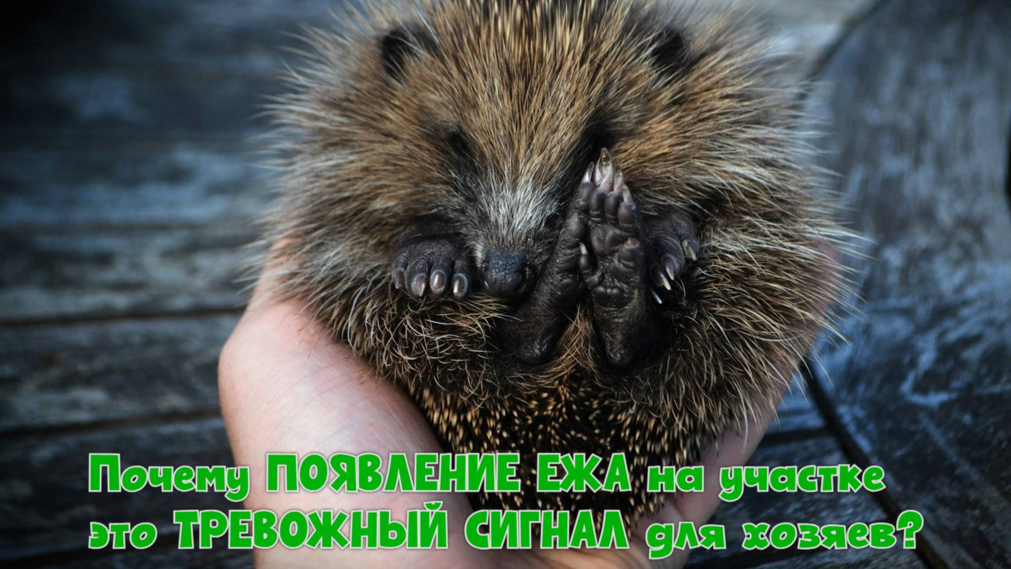 Почему появление ежа на участке - тревожный сигнал для хозяев? смотреть онлайн