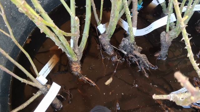 Сажаем розы с ОКС из питомников смотреть онлайн