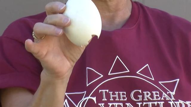 Chickens and Egg Gathering with Christina Wilkinson смотреть онлайн