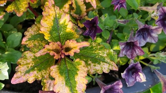 Неудачное сочетание расцветок в вазоне .