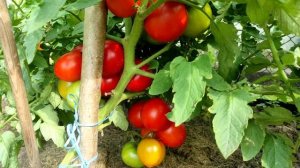 Томат ЛЮБАША F1, равномерные плоды, отличная завязываемость и много урожая!🍅