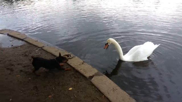 Лебедь и собакп смотреть онлайн