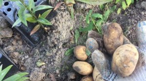 Картофель Сынок(Богатырь)