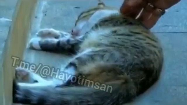 Seyyid Taleh - Allahin Habibi