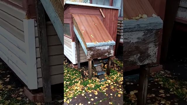 Подкидышей приютил местный кошак смотреть онлайн