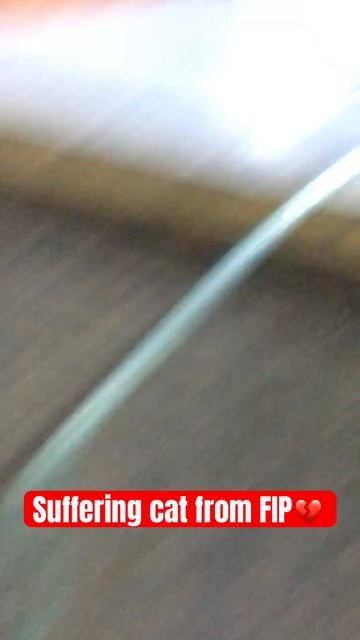 Can suffering from FIP #cat #welfare #suffering смотреть онлайн