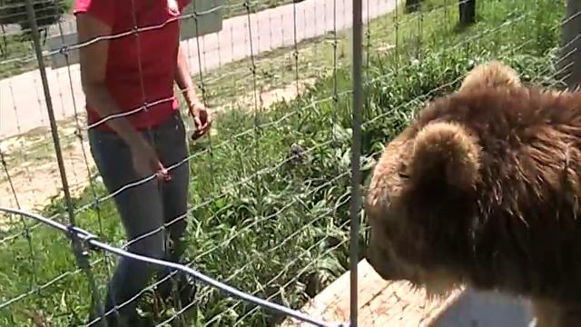 Young girl hand feeding KODIAK GRIZZLY BEAR смотреть онлайн