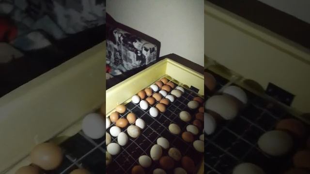Инкубатор Золушка на 98 яиц часть 2 смотреть онлайн