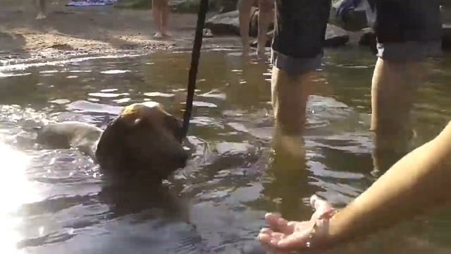 Первое плаванье таксы Сэма смотреть онлайн