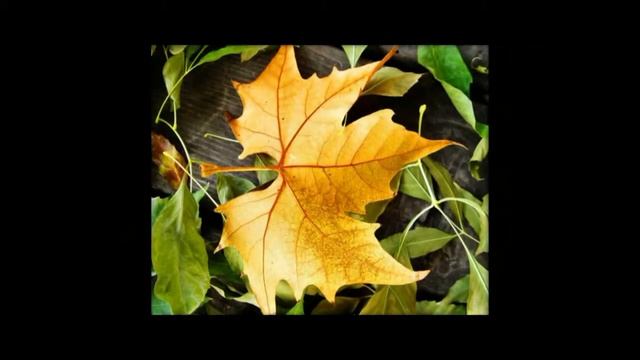 Transitions iPhon_ Filmstrip смотреть онлайн