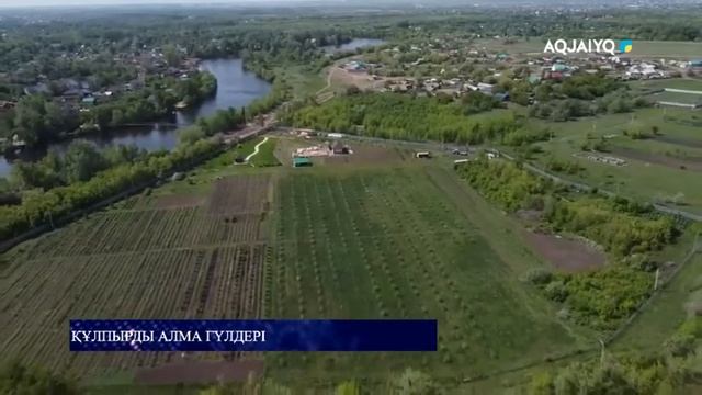 ҚҰЛПЫРДЫ АЛМА ГҮЛДЕРІ смотреть онлайн