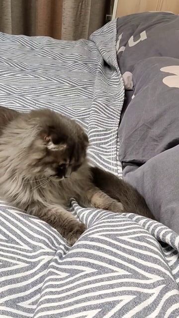 Эрик и чей-то хвост смотреть онлайн