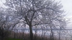 Цветение сливы