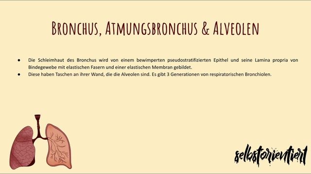 Die Speiseröhre des Menschen einfach erklärt! (Anatomie der Trachea) - Aufbau | Histologie | Deutsc смотреть онлайн