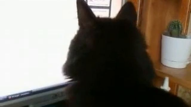 Любопытный кот смотреть онлайн