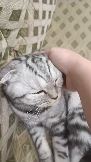 Ласковость