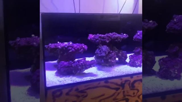 Fire and ice tank build смотреть онлайн