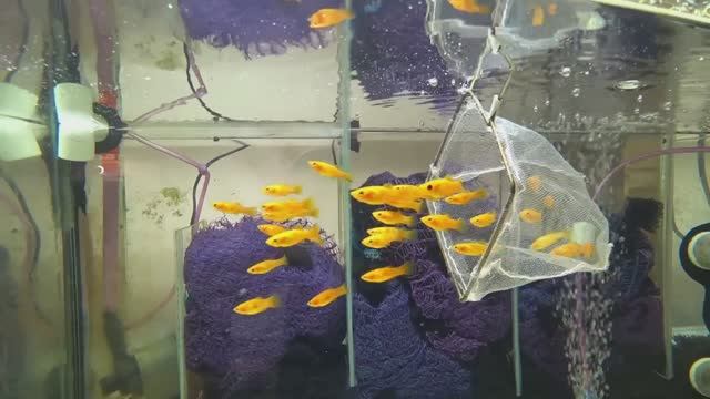 Почистил аквариумы. Взял лимонную Молли и Меченосцев на производ. Будни Аквариум смотреть онлайн