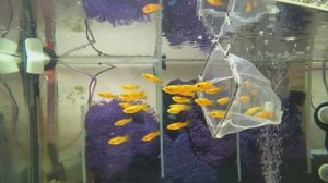 Почистил аквариумы. Взял лимонную Молли и Меченосцев на производ. Будни Аквариум