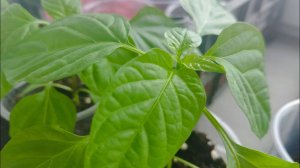 Рассада на Окне! Будет Крепкой! Уход за Рассадой! Мои Посевы