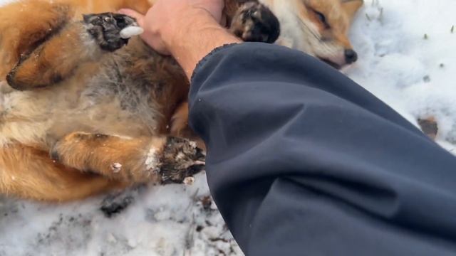 Алиса - лиса. На встречу утреннему солнцу смотреть онлайн