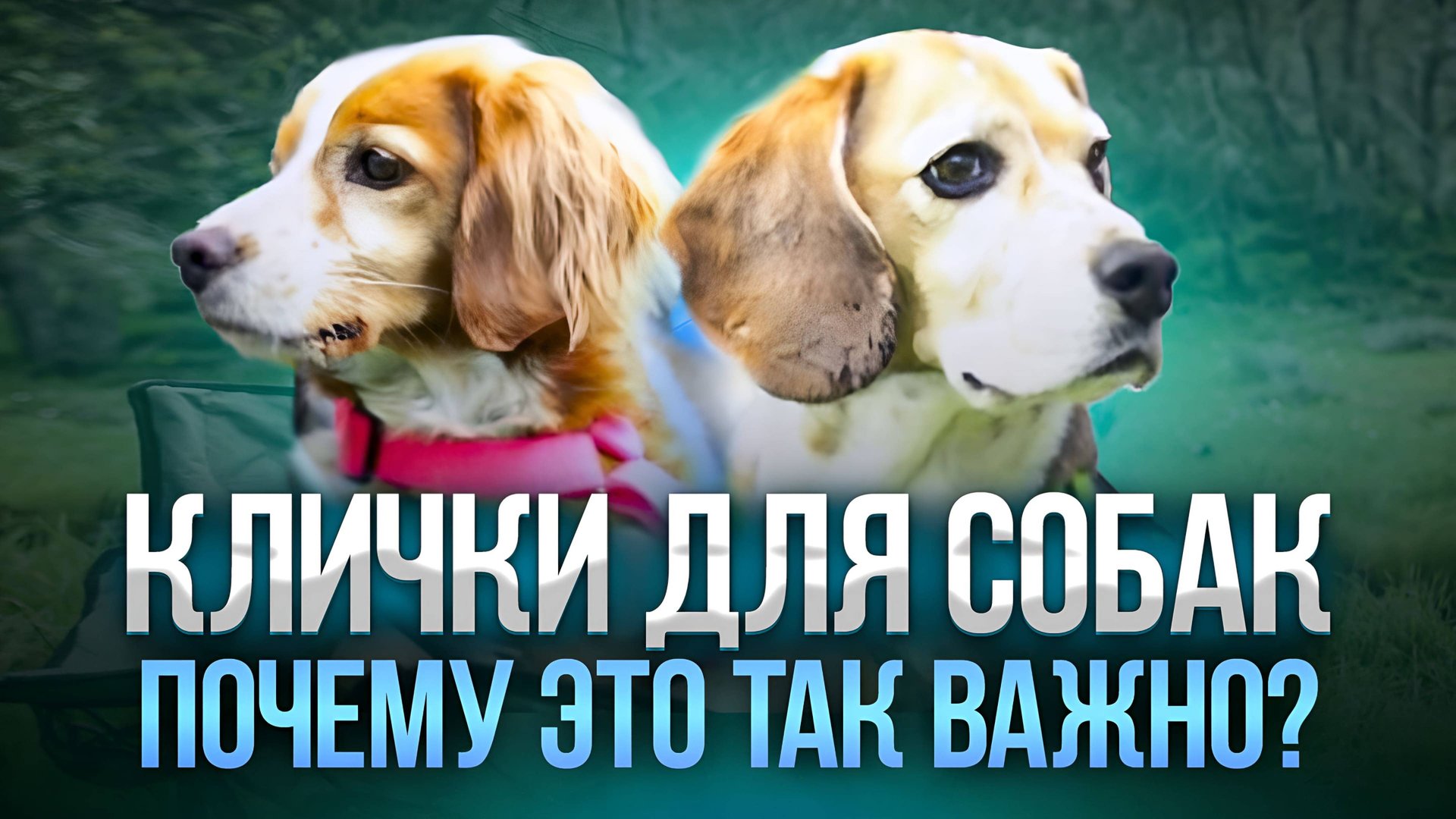 Как выбрать имя для собаки. Как приучить собаку к кличке Как назвать щенка, чтобы откликался. смотреть онлайн