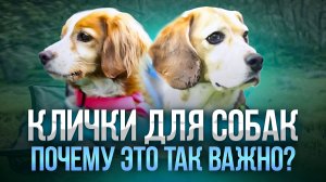 Как выбрать имя для собаки. Как приучить собаку к кличке  Как назвать щенка, чтобы откликался.