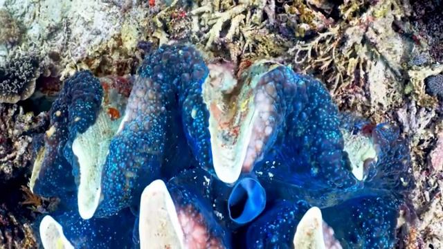 Красивый подводный мир в 4к Индийский океан кораллы водоросли экзотика экзотические рыбы