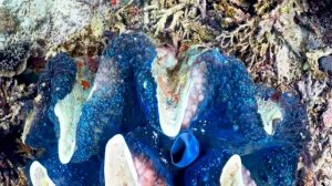 Красивый подводный мир в 4к Индийский океан кораллы водоросли экзотика экзотические рыбы