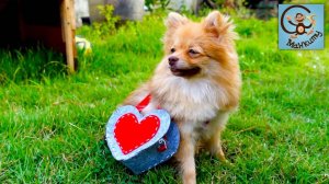 Манкиту играют в спасателей - Отправляемся на поиски собаки на своей спасательной машине.