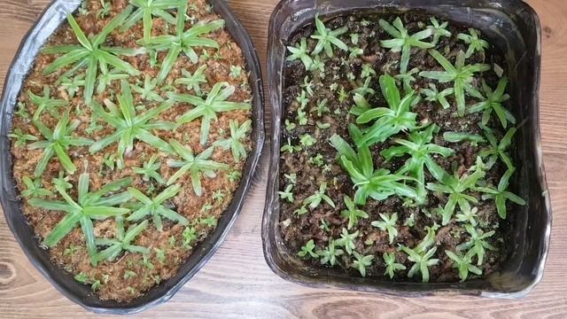 벌잡이 프리뮬리플로라 로즈 '큰 것' 쪼개기 | Pinguicula primuliflora rose смотреть онлайн