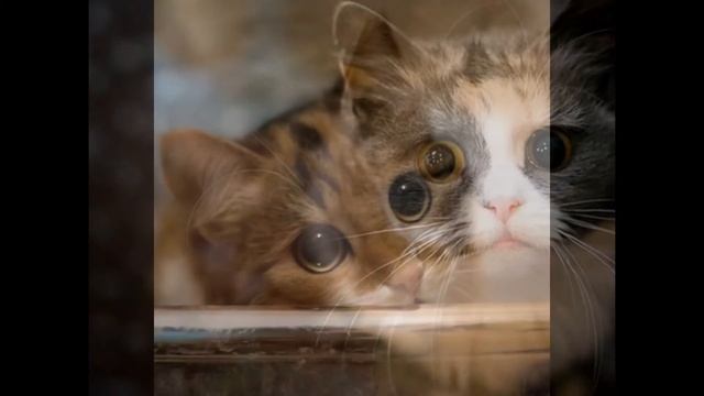 Мое слайд-шоу смотреть онлайн