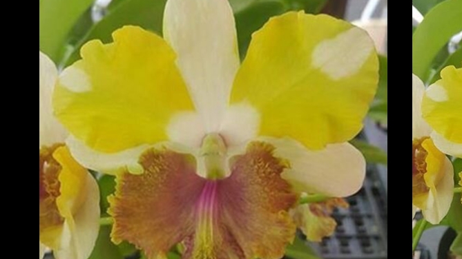 П-4. Ч-1.Распаковка посылки с орхидеями.  Новички из четвертой  посылки 01.04.2025.