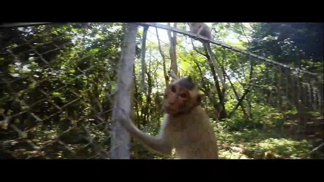 Singe du Cambodge !!! Monkey in Cambodia !!! 猿 !!! Oбезьянки !!! 猴子 !!!! смотреть онлайн