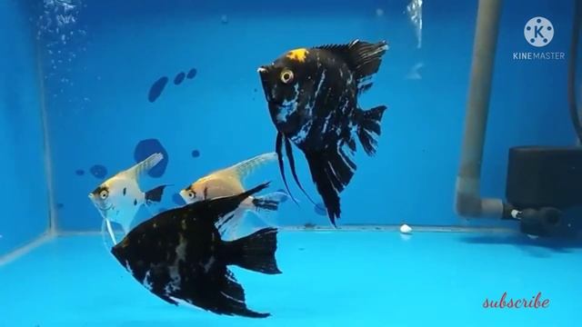 IKAN BIDADARI || MANFISH // LAYANG LAYANG ✓✓ смотреть онлайн